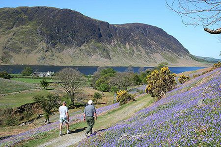 Rannerdale Bluebells